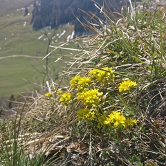 Draba aizoides