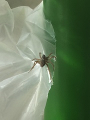 Diapontia
