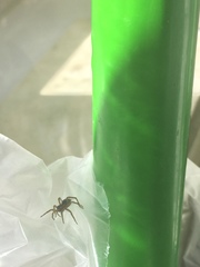 Diapontia