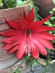 Disocactus ackermannii