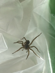 Diapontia