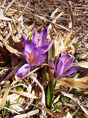 Crocus heuffelianus scepusiensis