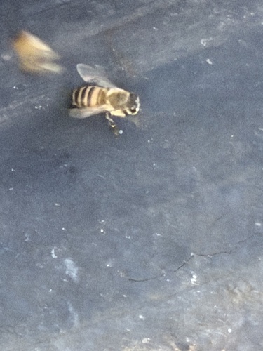 Western Honey Bee