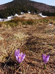 Crocus heuffelianus scepusiensis