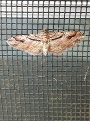 Costaconvexa