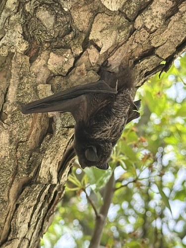 Silver-haired Bat observed by aburrow