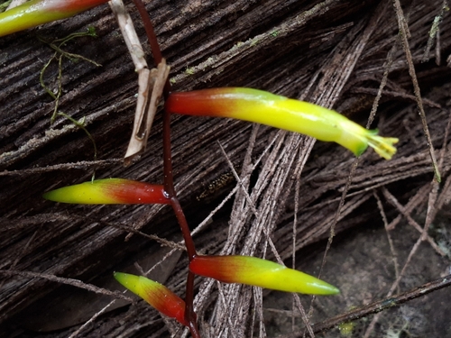 Vriesea simplex