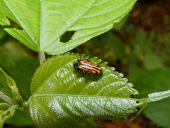 Astylus indentatus