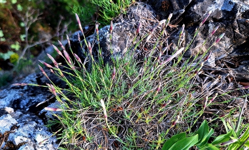 Dianthus praecox, photograph 6