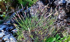 Dianthus praecox, photograph Marek Hrušovský, CC0, iNaturalist via GBIF