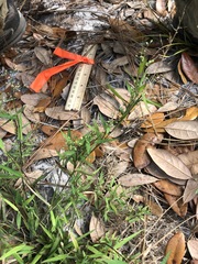 Dichanthelium patulum