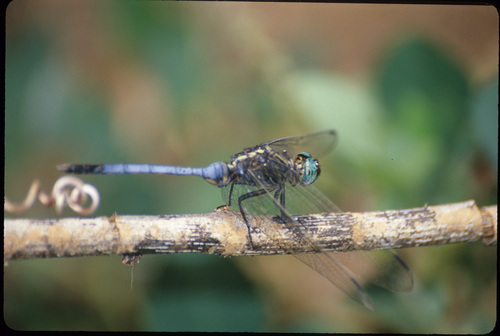 Bold Skimmer