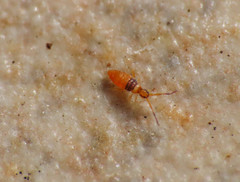 Entomobrya nigrocincta