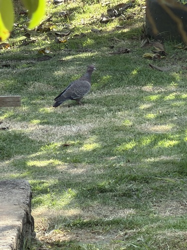 Picazuro Pigeon