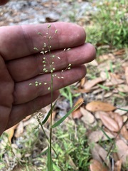 Dichanthelium patulum