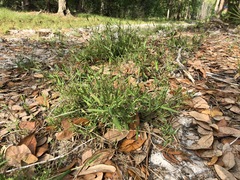 Dichanthelium patulum