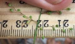 Dichanthelium patulum