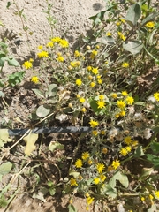 Senecio glaucus