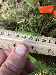 Dichanthelium patulum