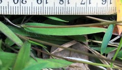 Dichanthelium patulum