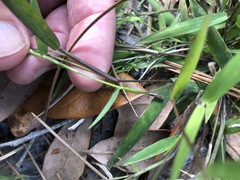 Dichanthelium patulum