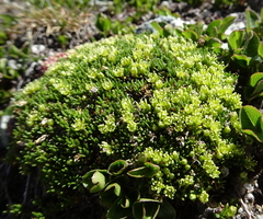 Cherleria sedoides