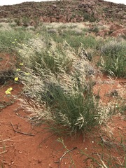 Stipagrostis ciliata