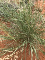 Stipagrostis ciliata