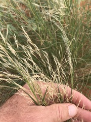 Stipagrostis ciliata