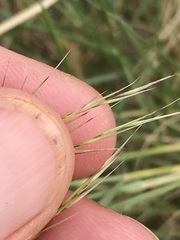 Stipagrostis ciliata