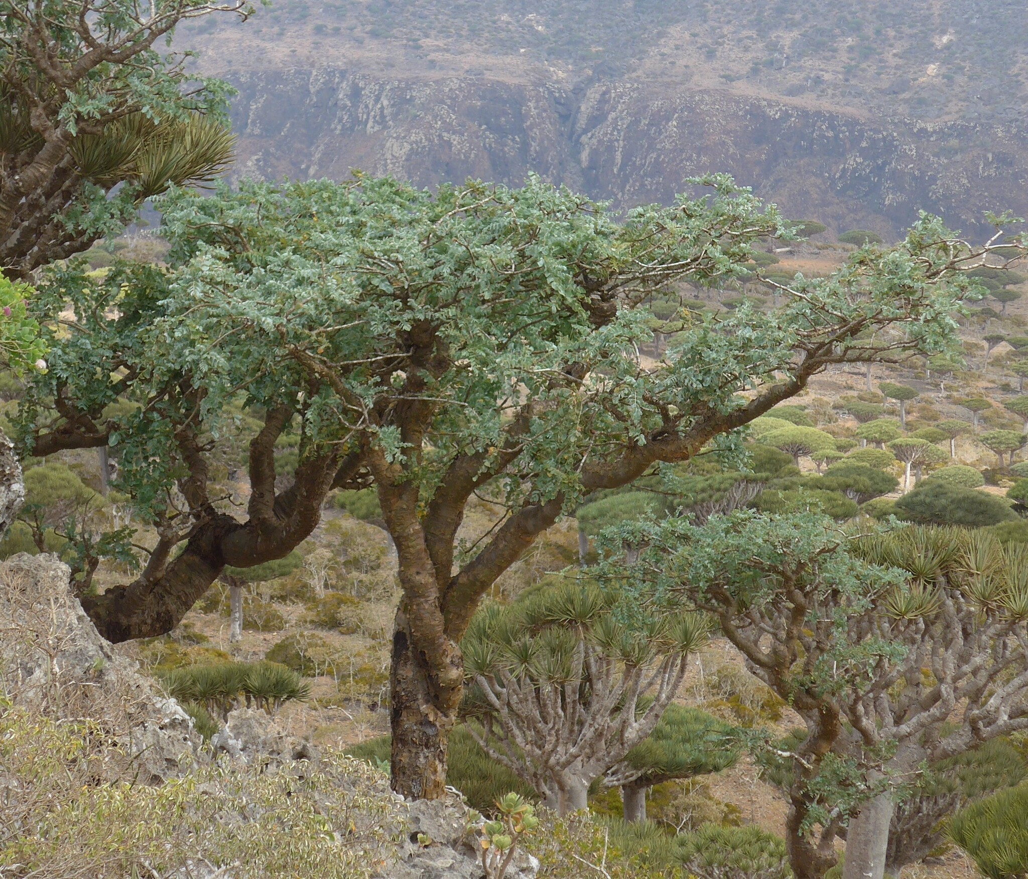Boswellia dioscoridis Thulin 3