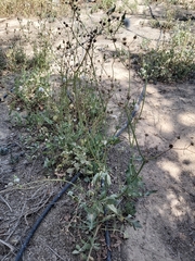 Sonchus oleraceus