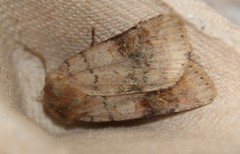 Diarsia mendica
