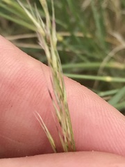 Stipagrostis ciliata