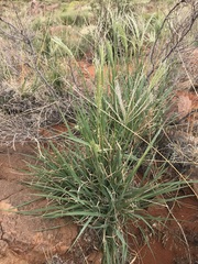 Digitaria argyrograpta