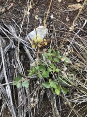 Tauschia arguta