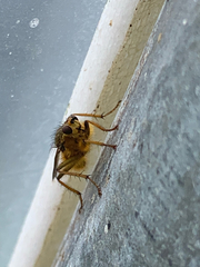 Scathophaga stercoraria