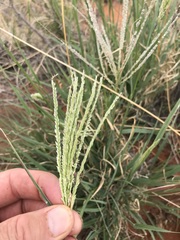 Digitaria argyrograpta