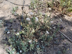 Sonchus oleraceus
