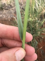 Digitaria argyrograpta