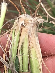 Digitaria argyrograpta