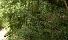 Buxus colchica