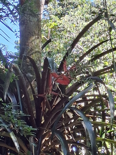 Aechmea araneosa