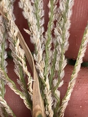 Digitaria argyrograpta