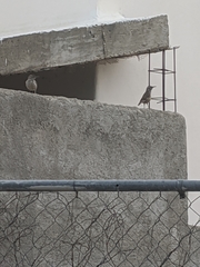 Campylorhynchus brunneicapillus