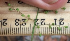 Dichanthelium patulum