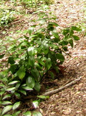 Ruscus colchicus