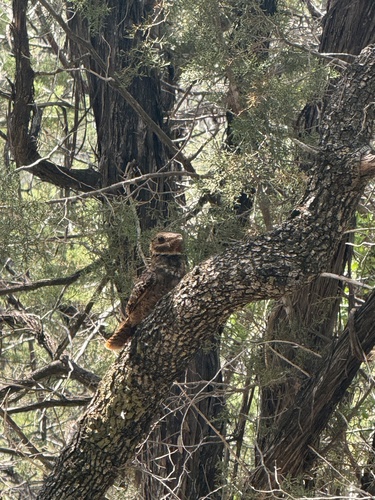 Chuck-will's-widow observed by abby-millsap