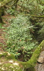 Ruscus colchicus