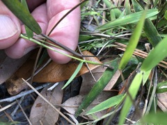 Dichanthelium patulum